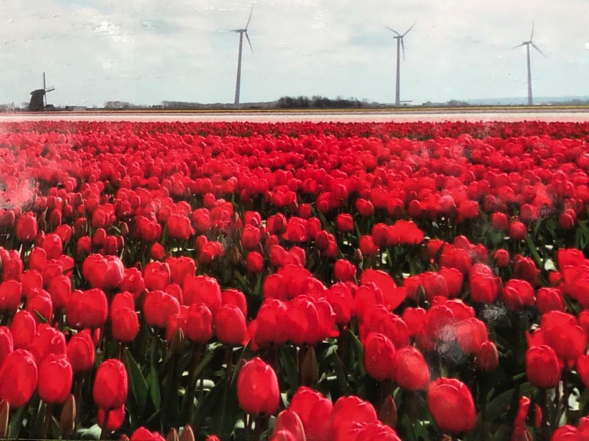 Vakantiehuis Aan Zee Sint Maartensvlotbrug Zewnętrze zdjęcie